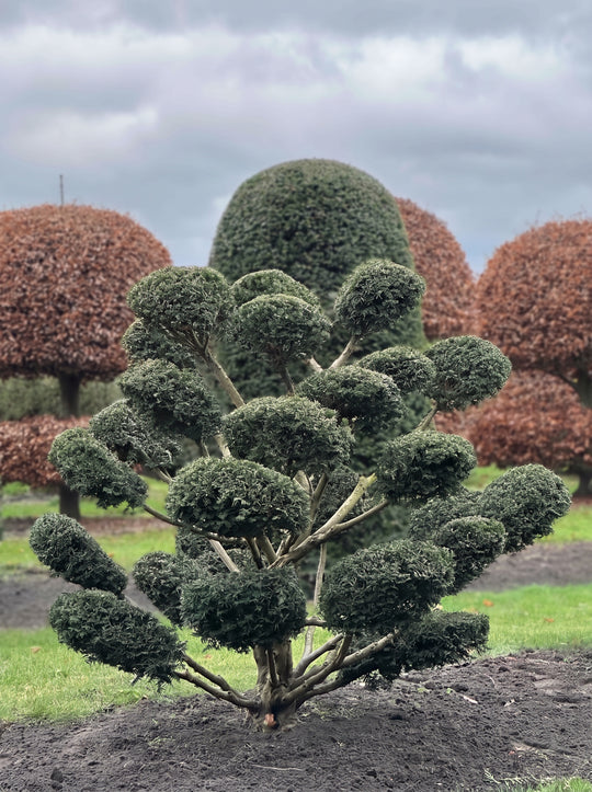 English Yew Cloud Tree (Niwaki) Topiary Specimen - Hiro
