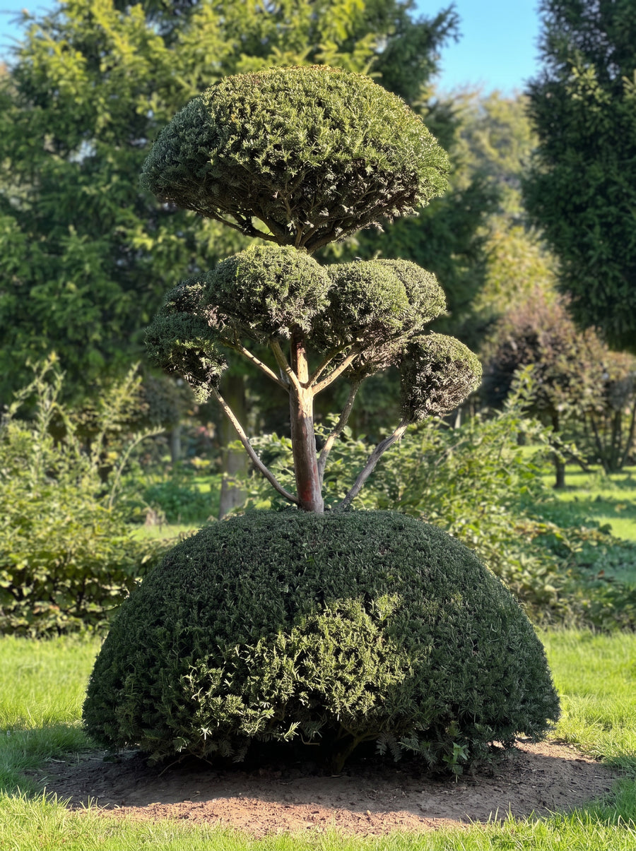 English Yew Cloud Tree on Dome Topiary Specimen - Mabel