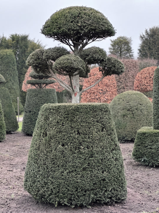 English Yew Cloud Tree on Drum Topiary Specimen - Tamsin