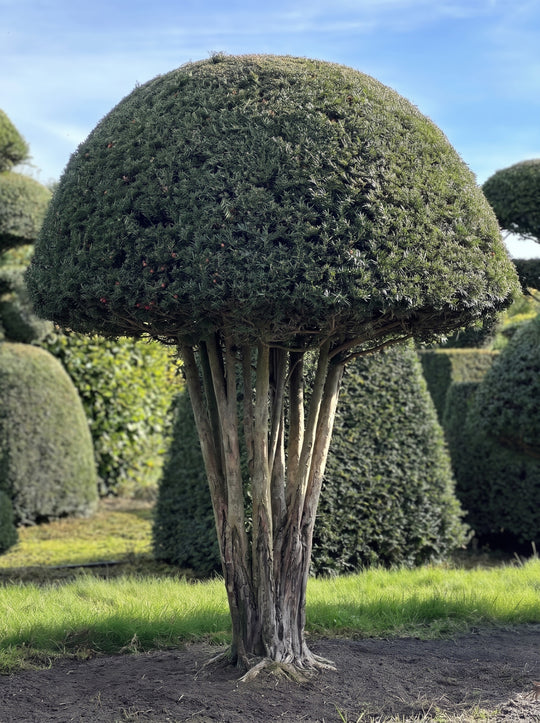 English Yew Multi-stem Mushroom Topiary Specimen - Russet