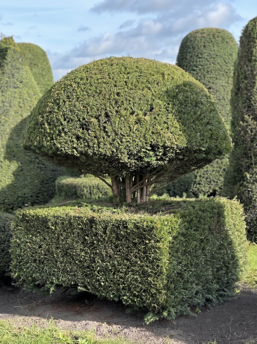 English Yew Mushroom on Block Topiary Specimen - Rupert