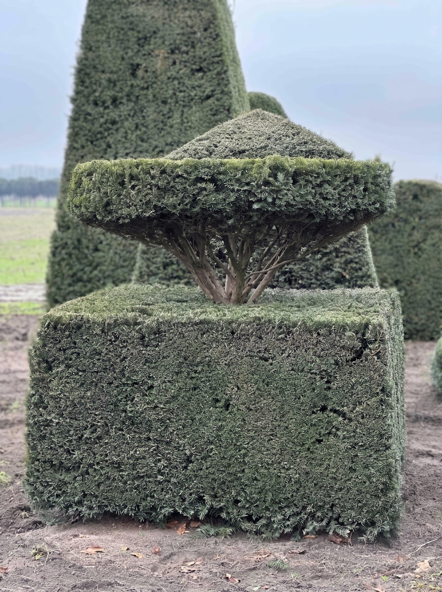 English Yew Parasol on Block Topiary Specimen - Linden