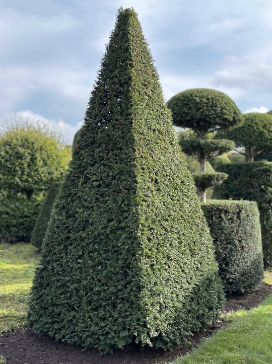 English Yew Pyramid Topiary Specimen - Gideon