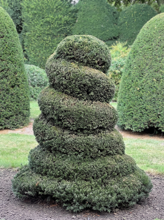 English Yew Spiral Cone Topiary Specimen - Wilder
