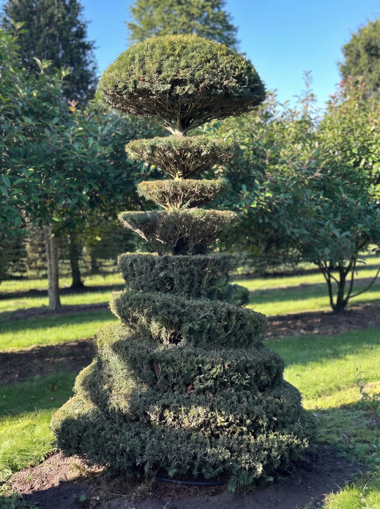 English Yew Spiral Pagoda Topiary Specimen - Florian