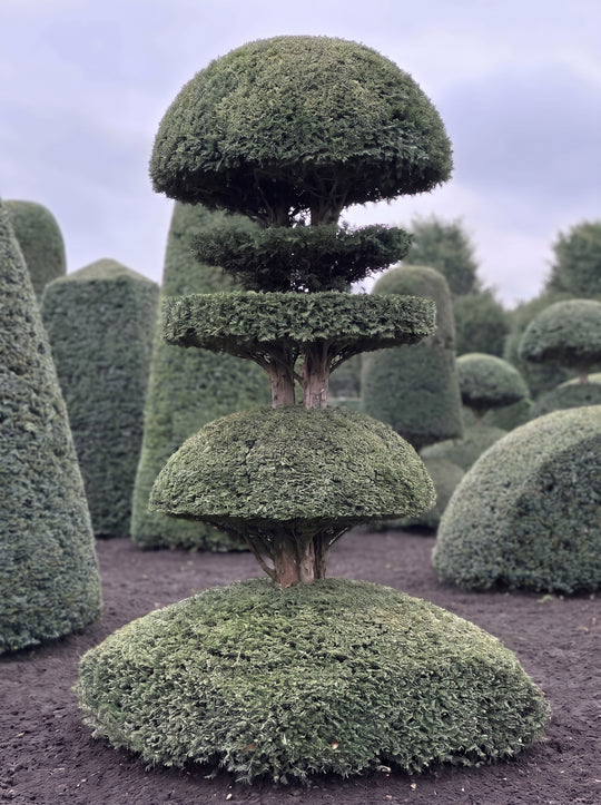 English Yew Tiered Pagoda on Dome Topiary Specimen - Edmund