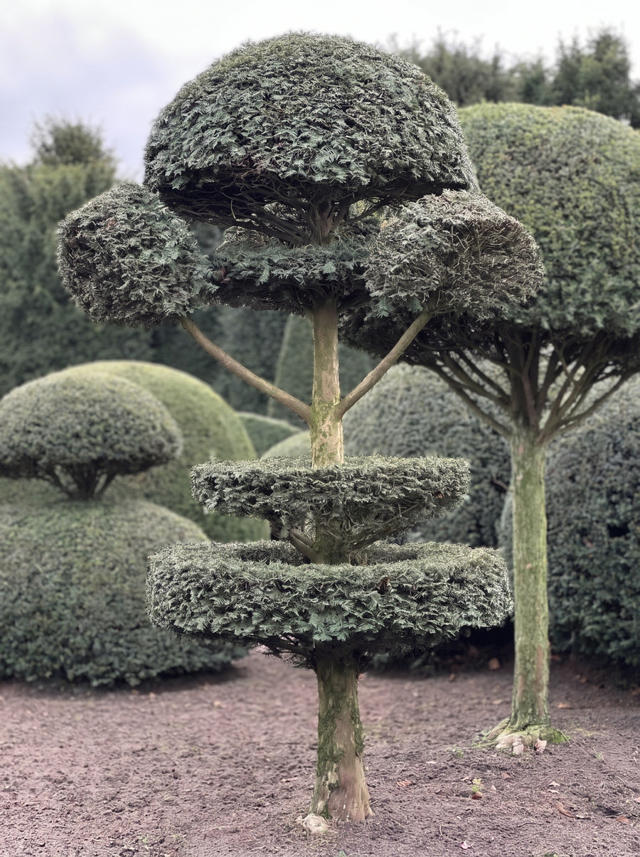 English Yew Tiered Pom Pom Standard Topiary Specimen - Isolde