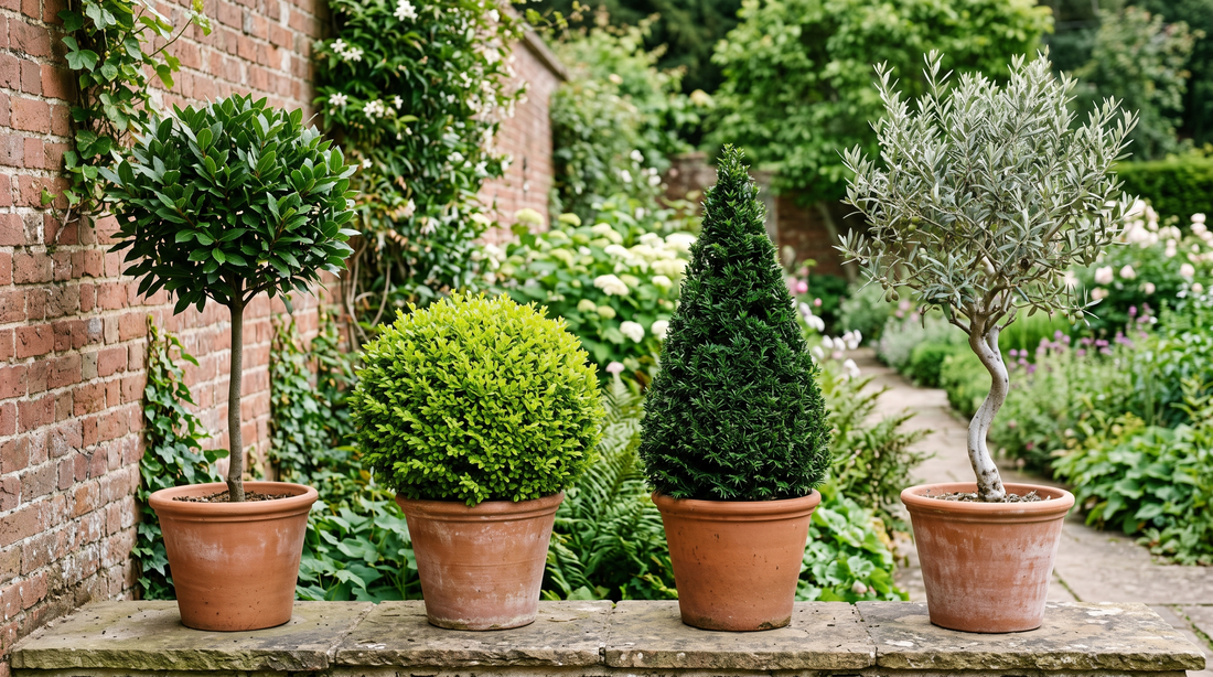 Bay vs Privet vs Yew vs Olive: Which Evergreen Is Right for Your Garden in 2026?