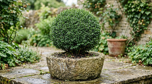 Best Outdoor Potted Plants for All Year Round Interest
