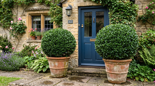 Ilex Crenata Topiary: The Complete Japanese Holly Guide (2026)