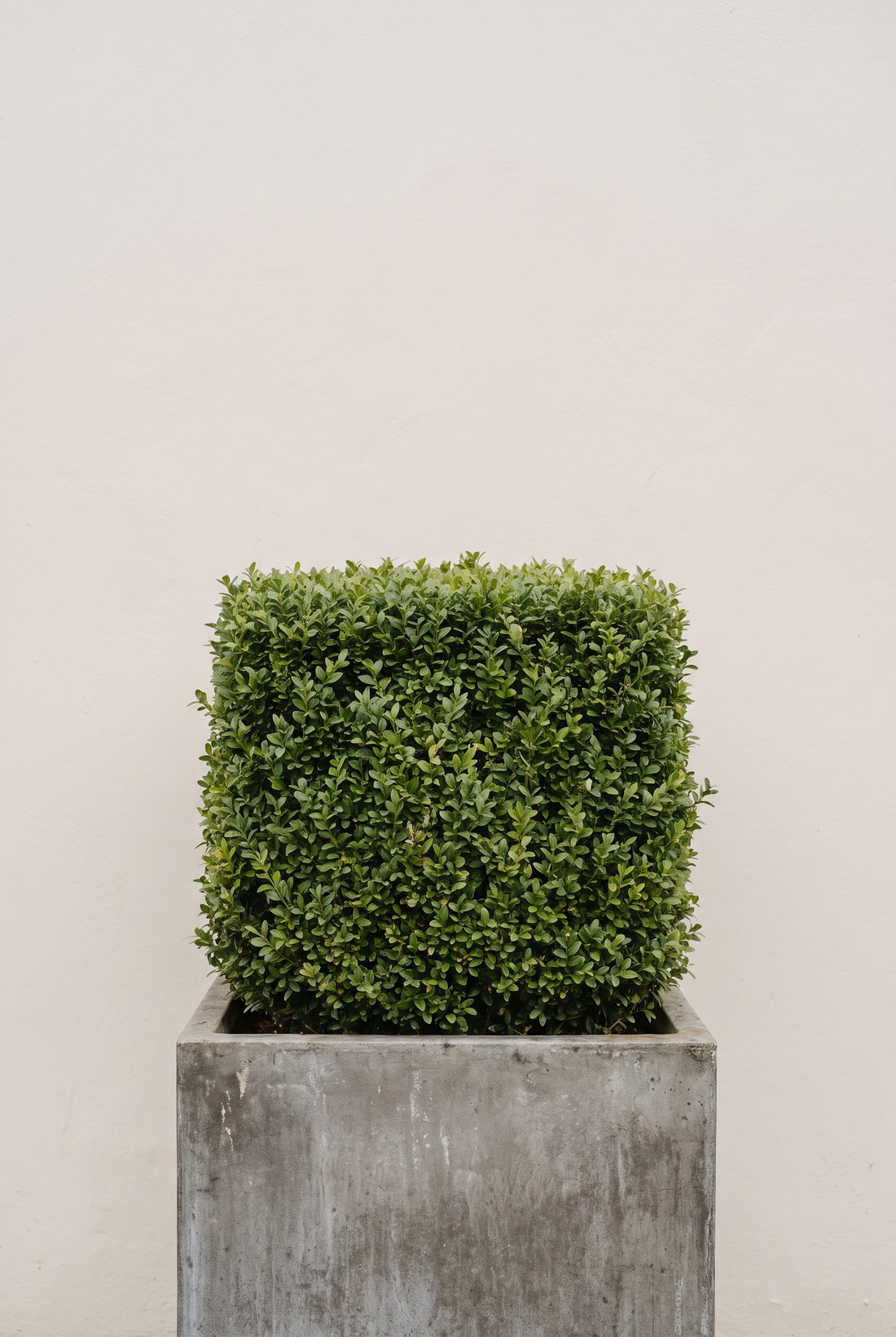 The Best Topiary Plants: Which Species Should You Choose? (2026)
