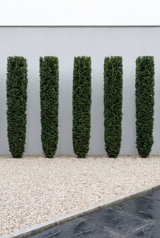 Italian-Grown Topiary: Why the Best Comes from Pistoia (2026)