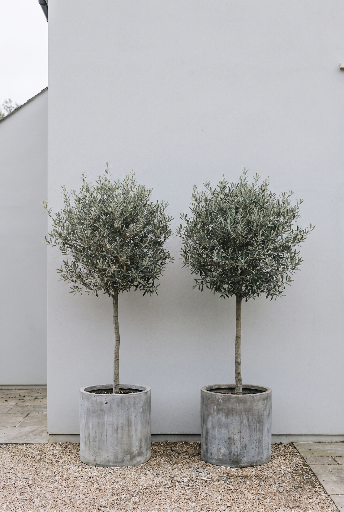 Why Is My Topiary Going Brown? Problems and Fixes (2026)