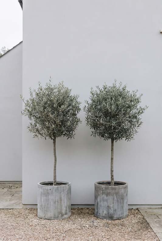 Why Is My Topiary Going Brown? Problems and Fixes (2026)