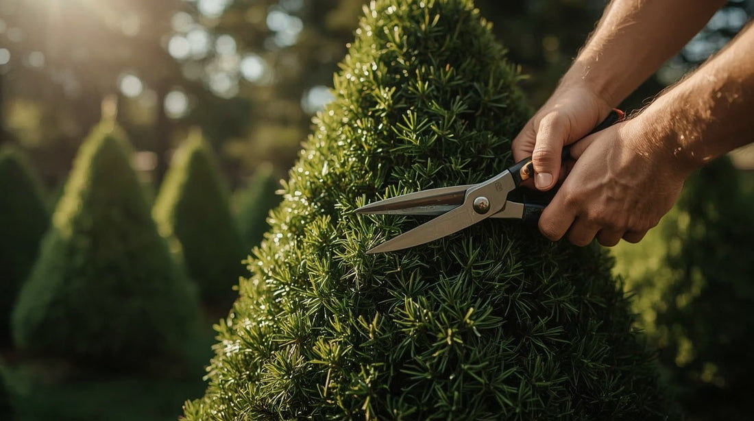 How to Trim a Shaped Plant Without Ruining It