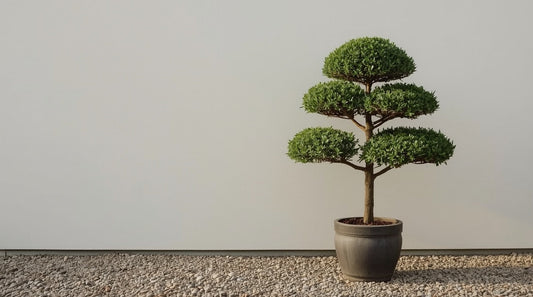 Japanese-Inspired Garden Design: Simplicity, Structure, and Calm
