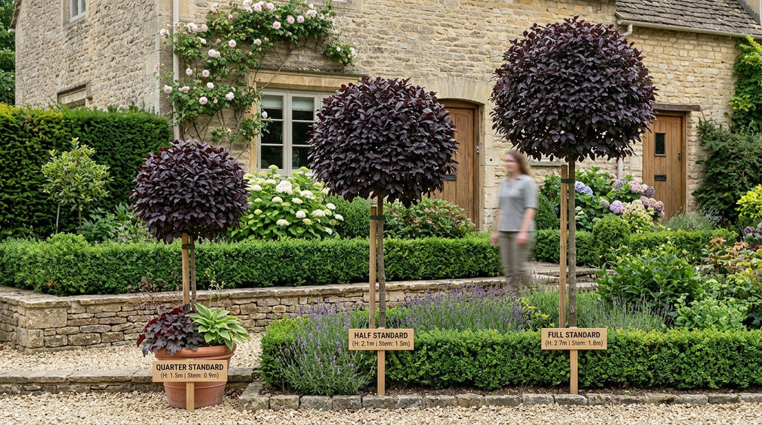 Lollipop Trees: The Best Varieties for UK Gardens