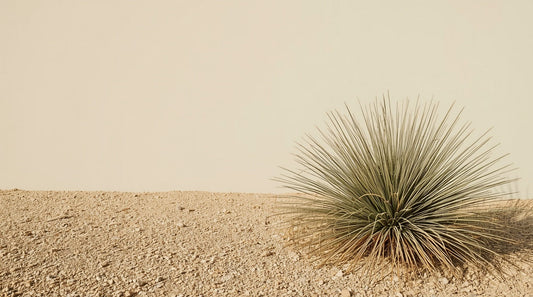 Coastal Garden Plants: What Survives Salt Wind and Cold