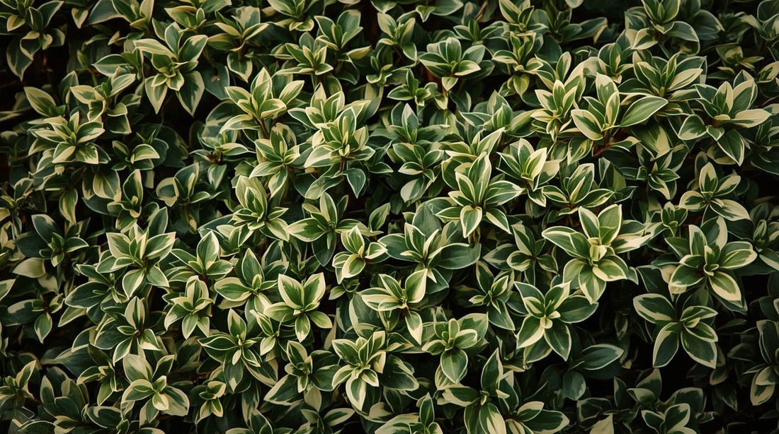 Choosing the Right Evergreen: A Guide to the Best Structural Species