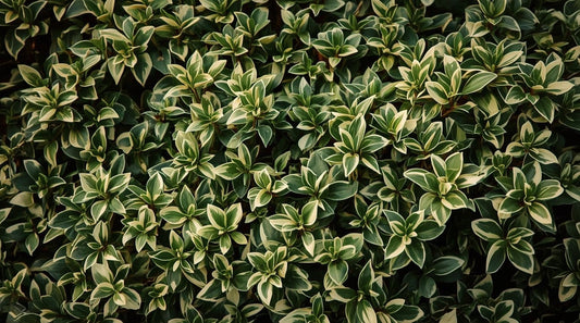 Choosing the Right Evergreen: A Guide to the Best Structural Species