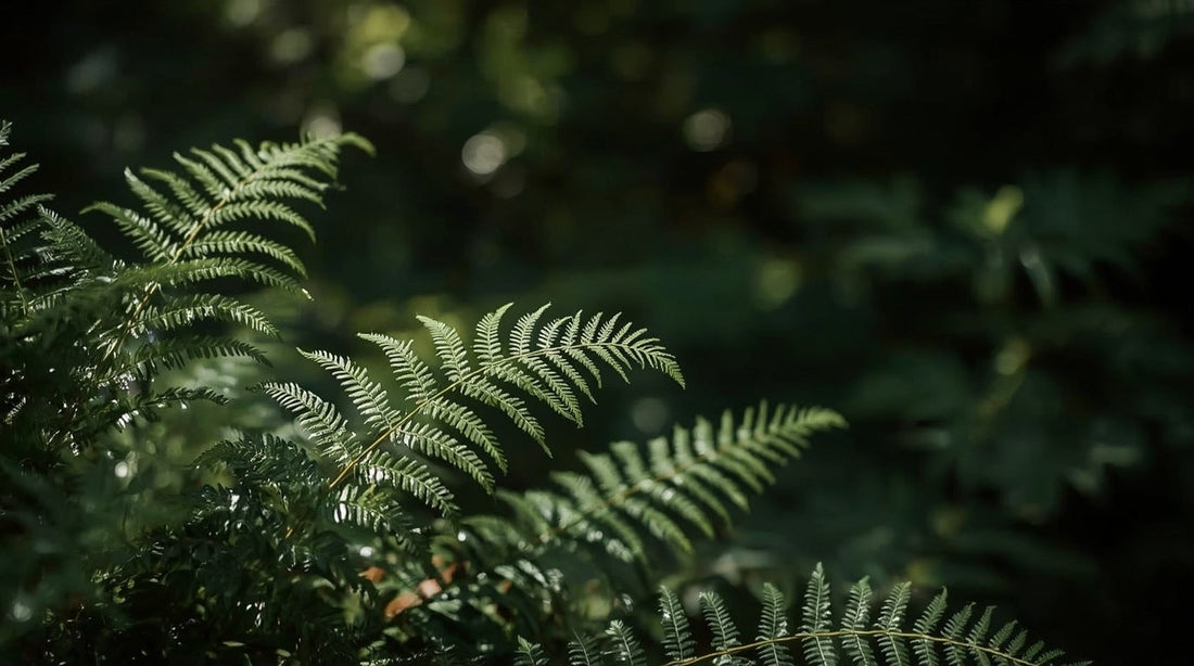 Evergreen Ferns for Shade: The Best Varieties for UK Gardens