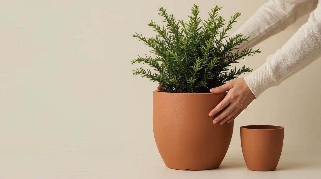 Best Pots for Front Door Plants: Material, Size and Style Guide