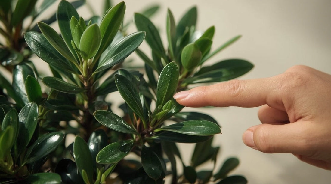 Portuguese Laurel: The Underrated Lollipop Tree