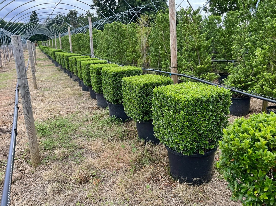 Topiary Cubes: The Complete Guide (2026)