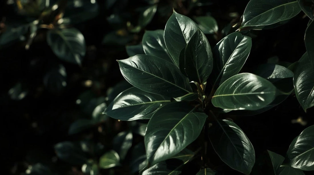 Evergreen Plants for Damp and Deep Shade