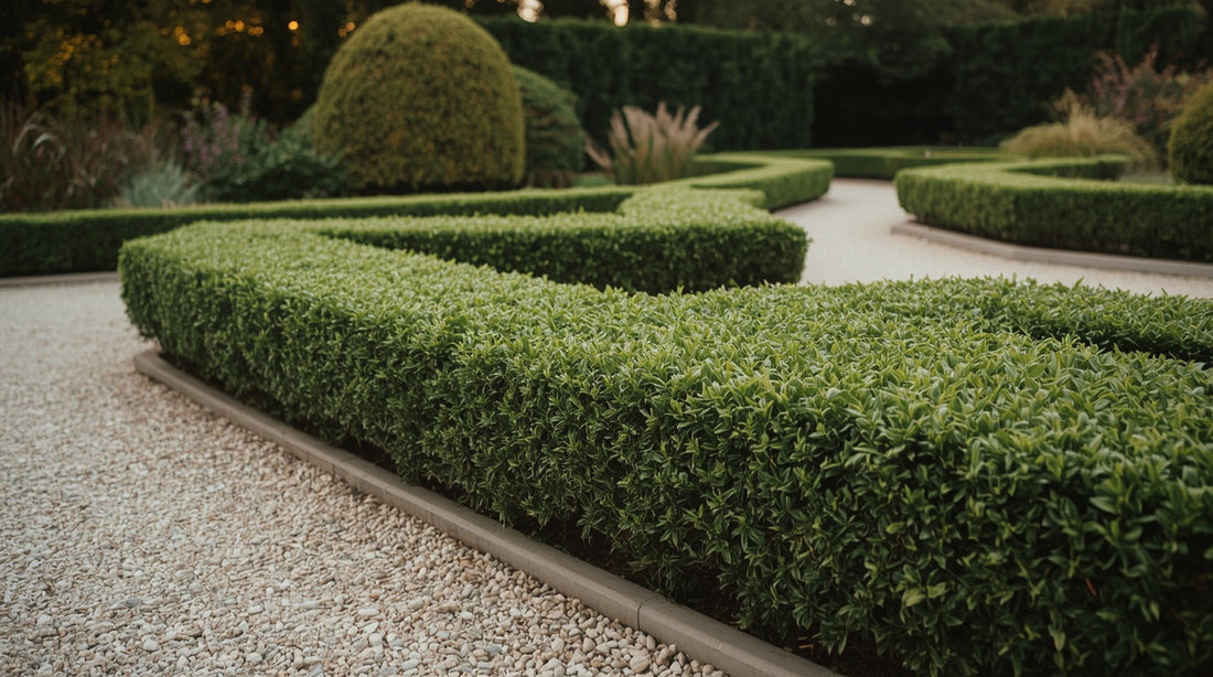 Plants for Driveway Borders: What Works and What Doesn't