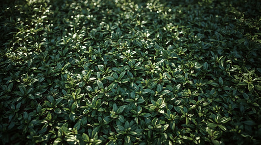 Small Evergreen Plants for Shady Spots and Pots
