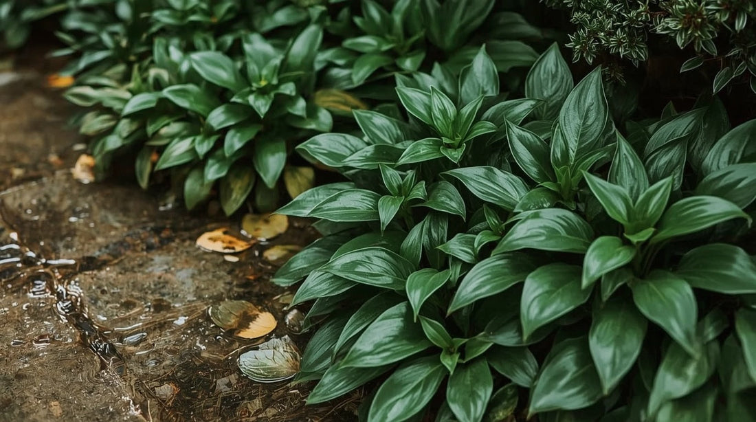 Best Evergreen Plants for a North-Facing Front Door