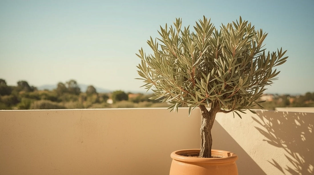 Olive Trees: How to Grow and Care for Them in the UK