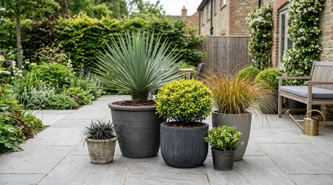 Low Maintenance Plants for Pots and Containers