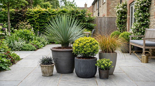 Low Maintenance Plants for Pots and Containers