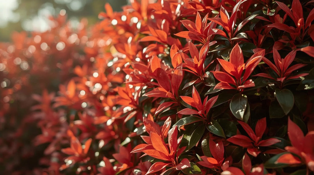 Photinia Red Robin: Growing and Shaping Guide