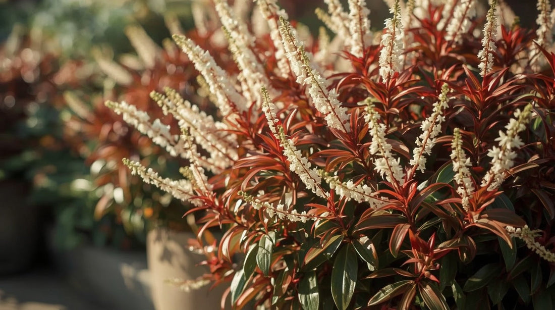 What to Plant Around Shaped Evergreens for Seasonal Colour