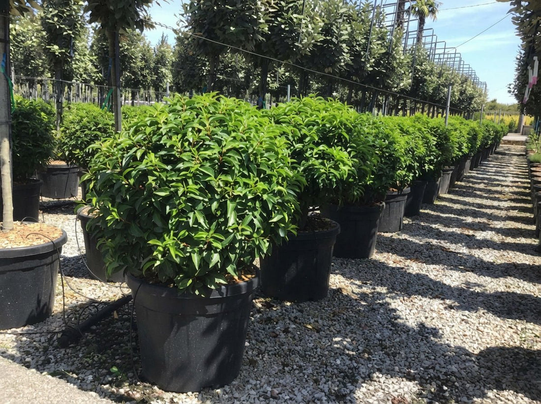 Portuguese Laurel Topiary: Growing and Care Guide (2026)