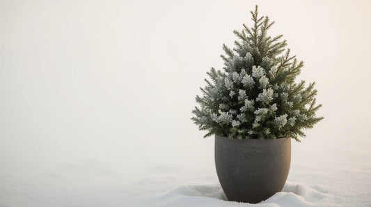 Evergreen Plants That Give Winter Structure When Everything Else Dies Back