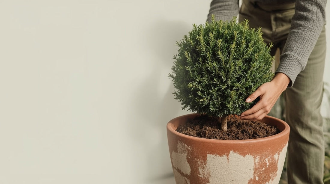 Taxus Baccata: Why English Yew Is the Gold Standard for Shaped Plants