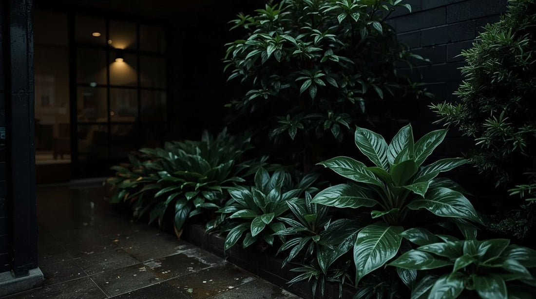 The Complete Guide to Evergreen Plants for Shade in UK Gardens