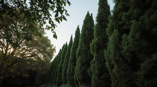 Evergreen Plants for Dry Shade: What Actually Thrives