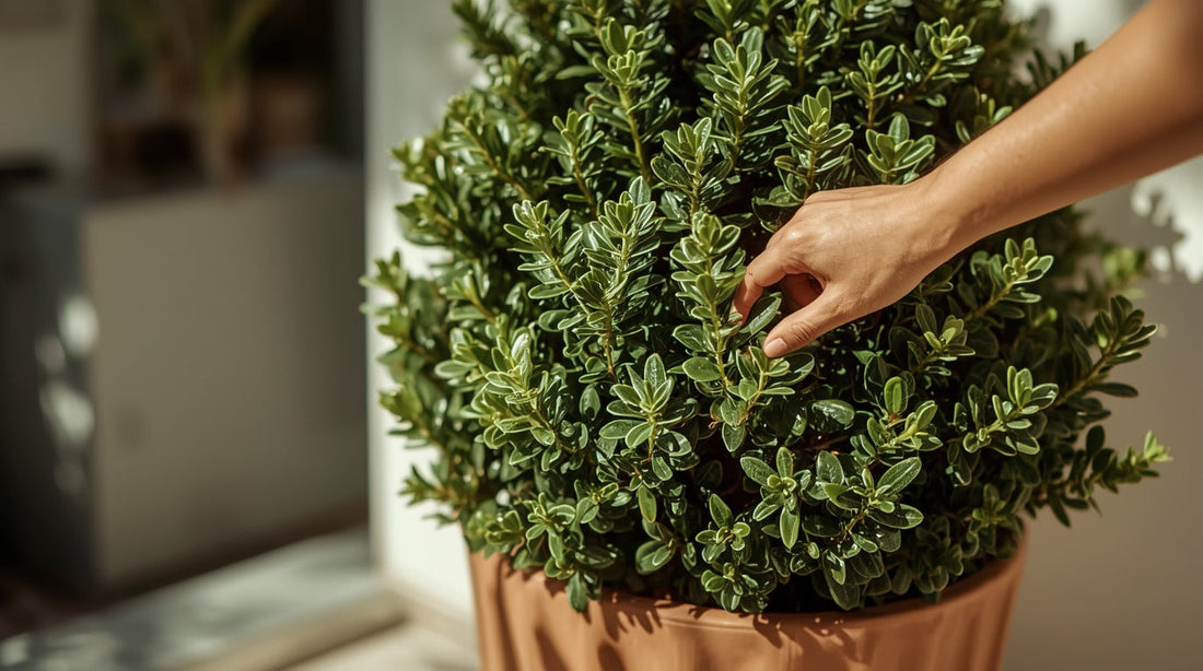 Ilex Crenata: The Box Blight-Proof Alternative That Looks Better Anyway