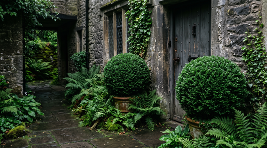 Topiary for Shade: What Thrives in a Dark Garden (2026 Guide)