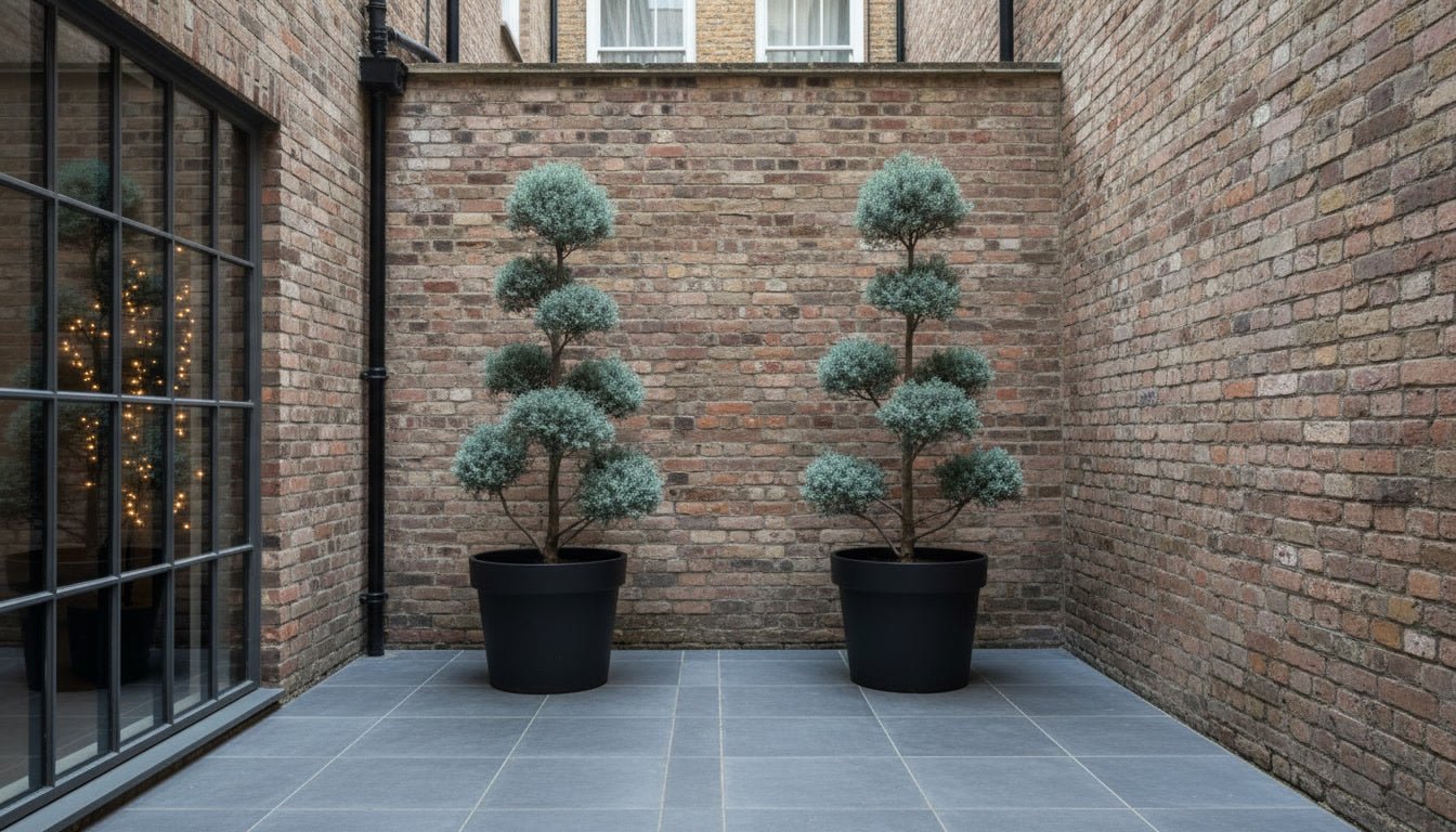 Courtyard & Patio Topiary