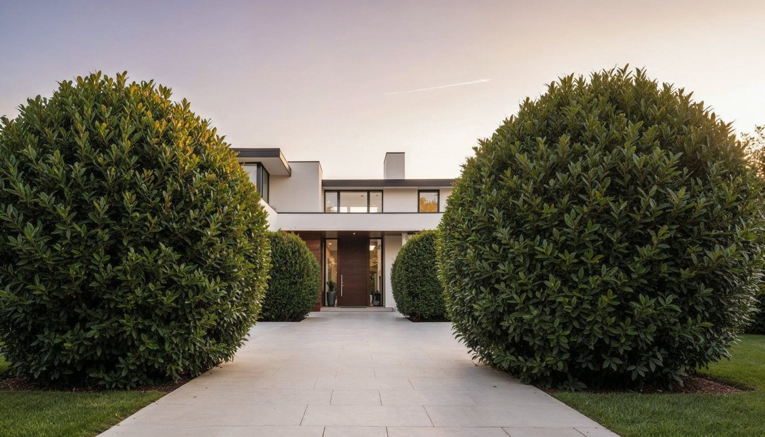 Driveway & Pathway Topiary