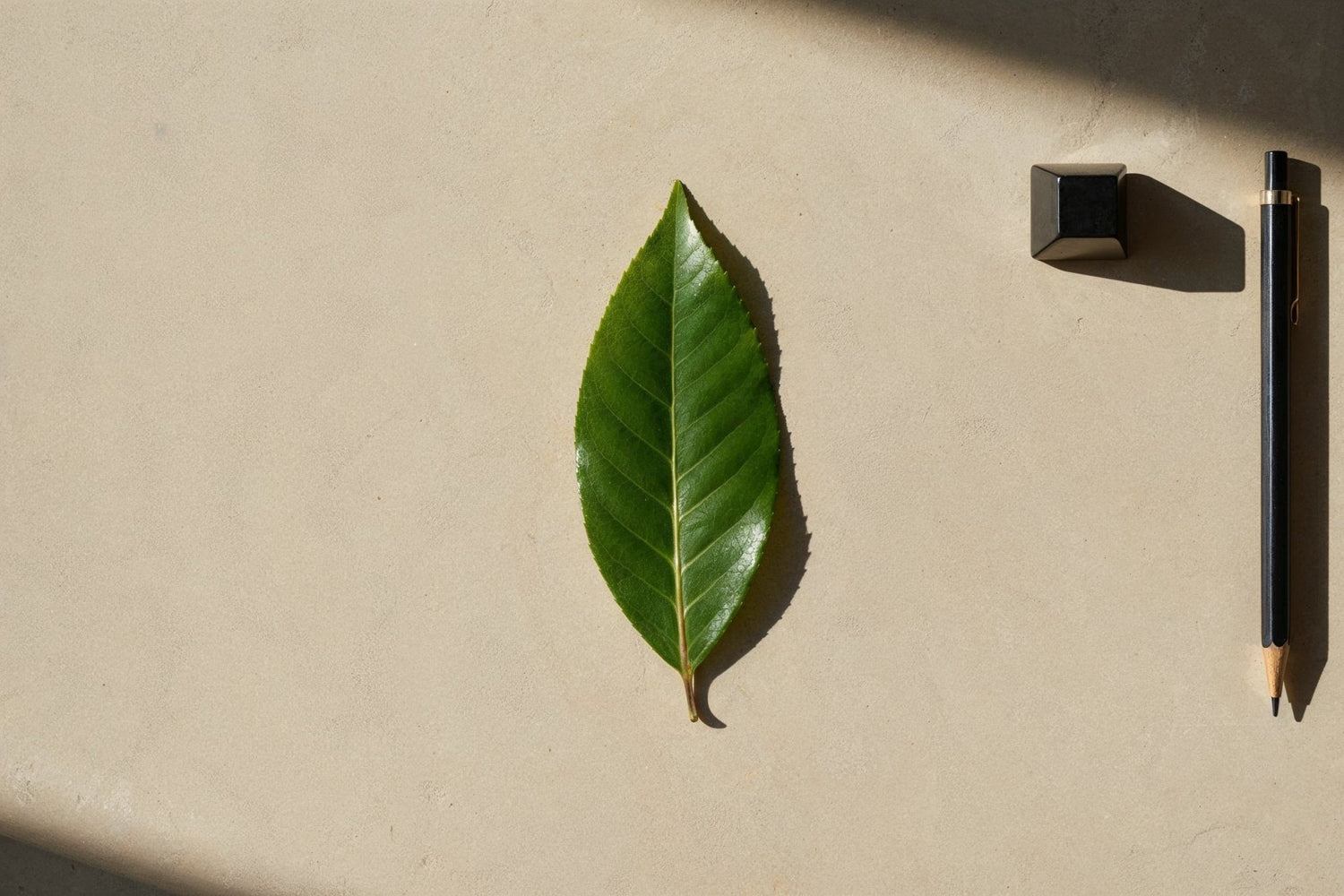 Prunus Lusitanica - Portuguese Laurel