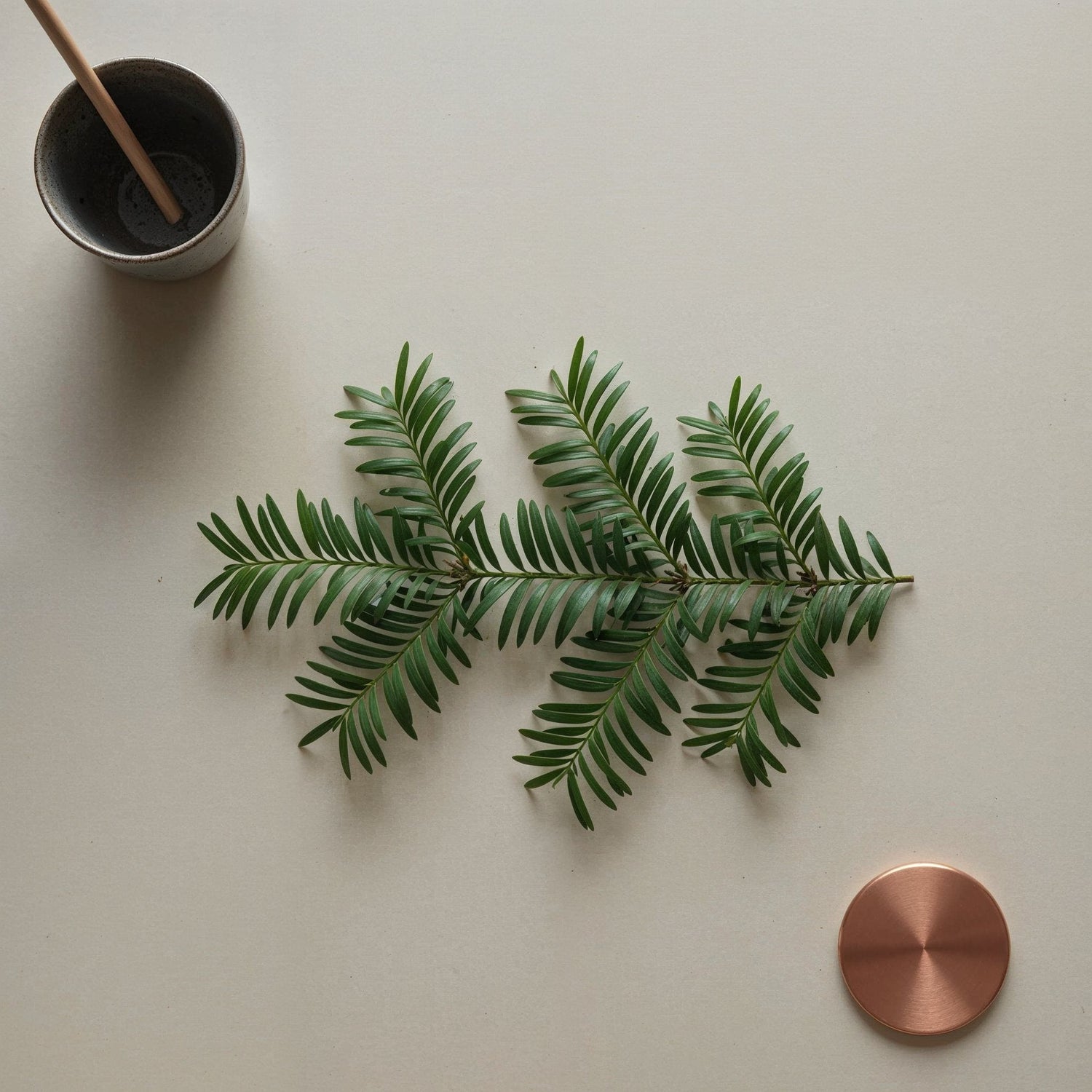 Taxus Baccata - English Yew