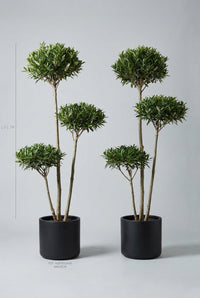 Studio · Height guide placing the laurel cloud pair at 1.5-1.7m, each in a 40cm black cylinder pot.
