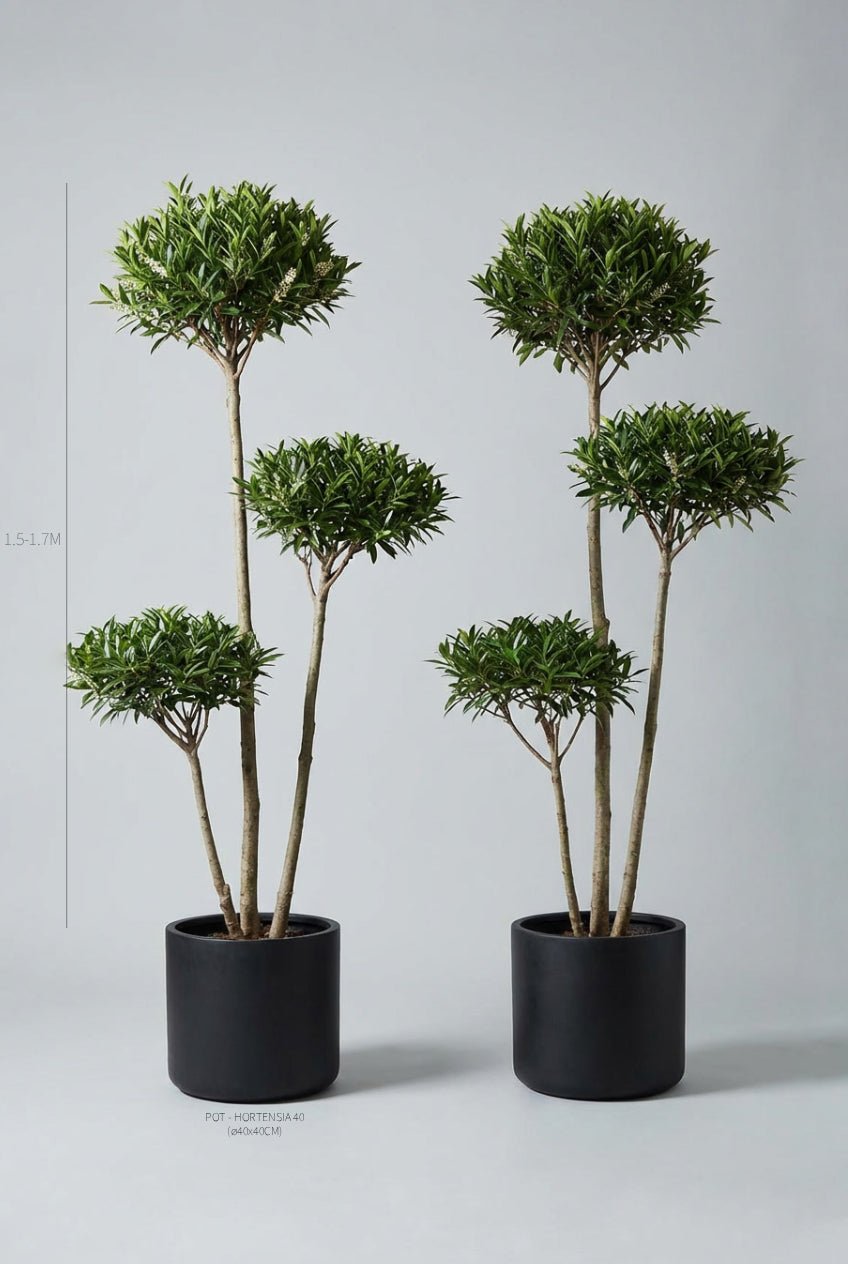 Studio · Height guide placing the laurel cloud pair at 1.5-1.7m, each in a 40cm black cylinder pot.